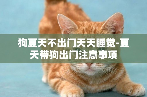 狗夏天不出門天天睡覺-夏天帶狗出門注意事項