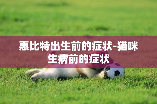惠比特出生前的癥狀-貓咪生病前的癥狀