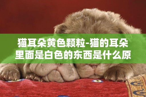 貓耳朵黃色顆粒-貓的耳朵里面是白色的東西是什么原因