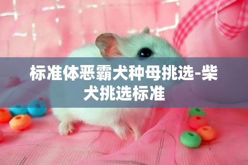 標準體惡霸犬種母挑選-柴犬挑選標準