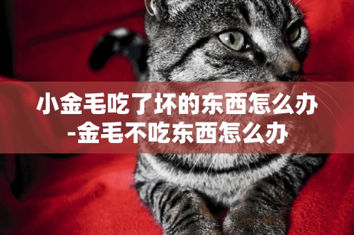 小金毛吃了壞的東西怎么辦-金毛不吃東西怎么辦
