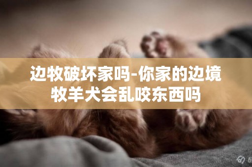 邊牧破壞家嗎-你家的邊境牧羊犬會亂咬東西嗎