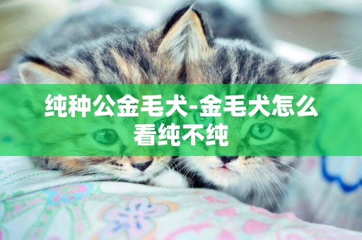 純種公金毛犬-金毛犬怎么看純不純