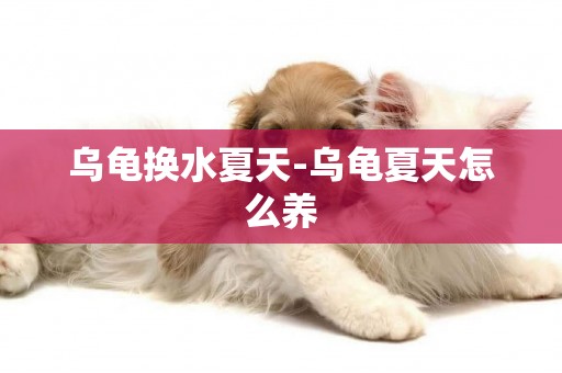 烏龜換水夏天-烏龜夏天怎么養