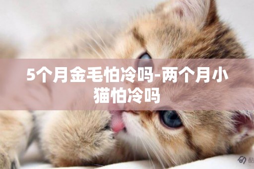 5個月金毛怕冷嗎-兩個月小貓怕冷嗎