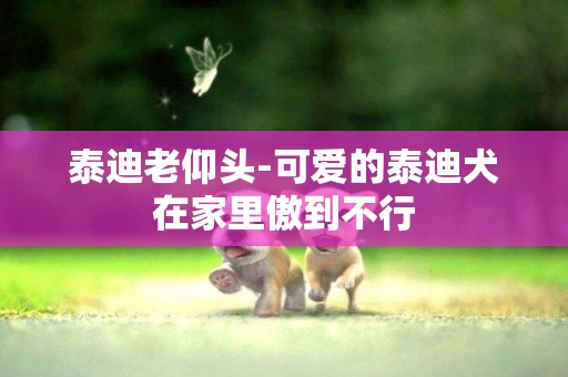 泰迪老仰頭-可愛的泰迪犬在家里傲到不行