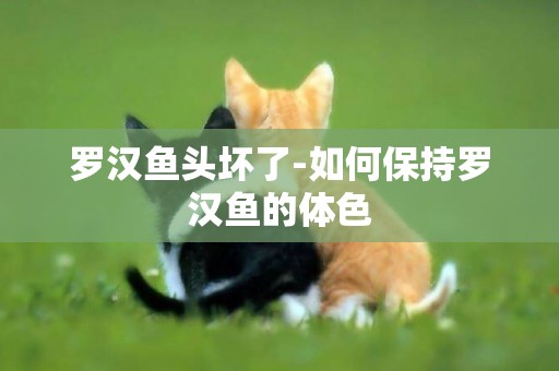 羅漢魚頭壞了-如何保持羅漢魚的體色