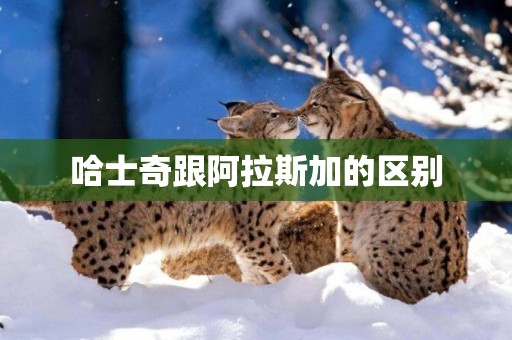 哈士奇跟阿拉斯加的區別