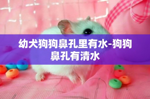幼犬狗狗鼻孔里有水-狗狗鼻孔有清水