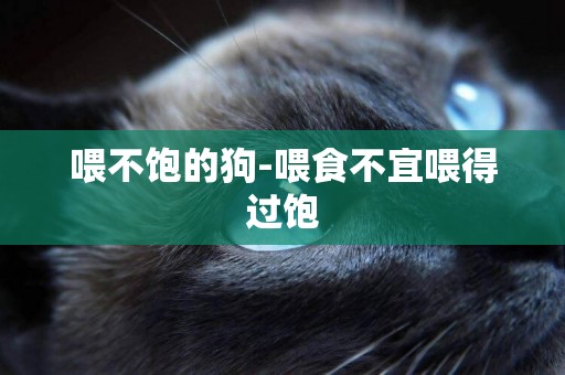 喂不飽的狗-喂食不宜喂得過飽