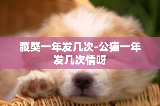 藏獒一年發幾次-公貓一年發幾次情呀