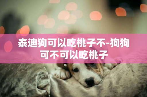 泰迪狗可以吃桃子不-狗狗可不可以吃桃子