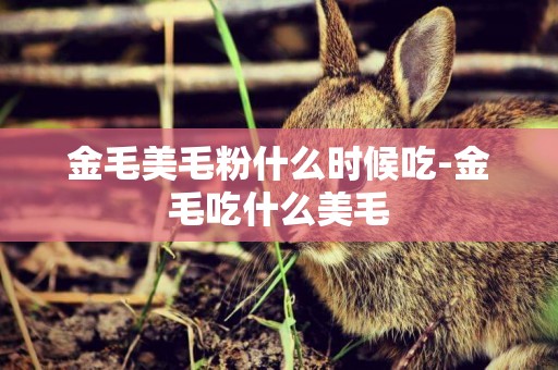 金毛美毛粉什么時候吃-金毛吃什么美毛
