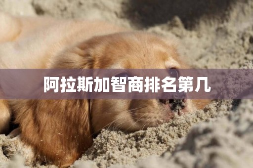 阿拉斯加智商排名第幾