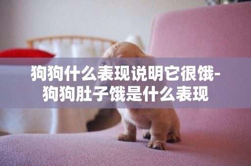 狗狗什么表現說明它很餓-狗狗肚子餓是什么表現