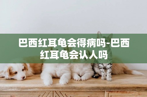 巴西紅耳龜會得病嗎-巴西紅耳龜會認人嗎