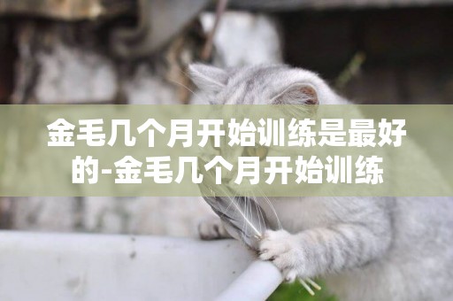金毛幾個月開始訓練是最好的-金毛幾個月開始訓練
