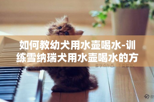 如何教幼犬用水壺喝水-訓練雪納瑞犬用水壺喝水的方法