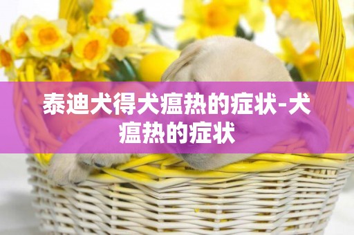 泰迪犬得犬瘟熱的癥狀-犬瘟熱的癥狀