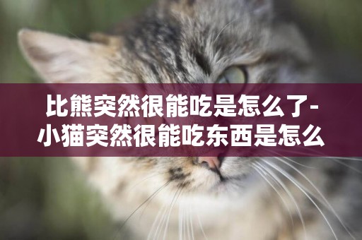 比熊突然很能吃是怎么了-小貓突然很能吃東西是怎么回事兒
