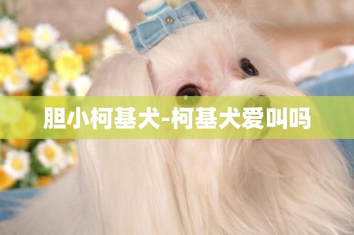 膽小柯基犬-柯基犬愛叫嗎