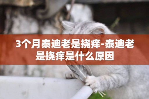 3個月泰迪老是撓癢-泰迪老是撓癢是什么原因