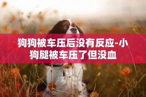 狗狗被車壓后沒有反應-小狗腿被車壓了但沒血