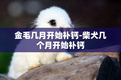 金毛幾月開始補鈣-柴犬幾個月開始補鈣