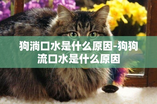 狗淌口水是什么原因-狗狗流口水是什么原因