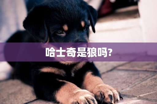 哈士奇是狼嗎?