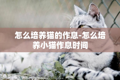 怎么培養貓的作息-怎么培養小貓作息時間