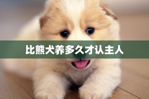 比熊犬養多久才認主人