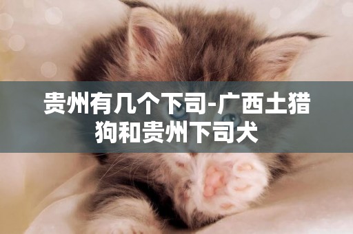貴州有幾個下司-廣西土獵狗和貴州下司犬