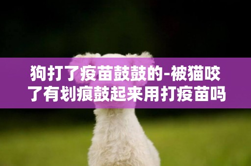 狗打了疫苗鼓鼓的-被貓咬了有劃痕鼓起來用打疫苗嗎