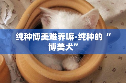 純種博美難養嘛-純種的“博美犬”
