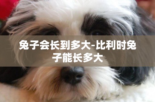 兔子會長到多大-比利時兔子能長多大