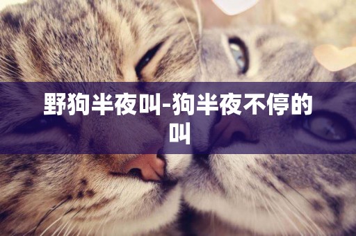 野狗半夜叫-狗半夜不停的叫