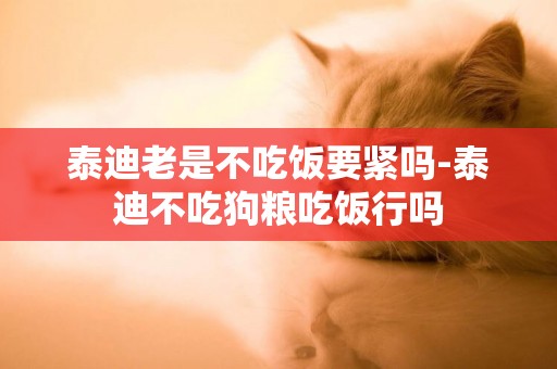 泰迪老是不吃飯要緊嗎-泰迪不吃狗糧吃飯行嗎
