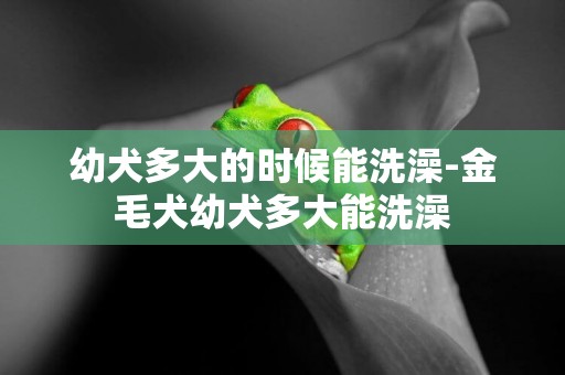 幼犬多大的時候能洗澡-金毛犬幼犬多大能洗澡