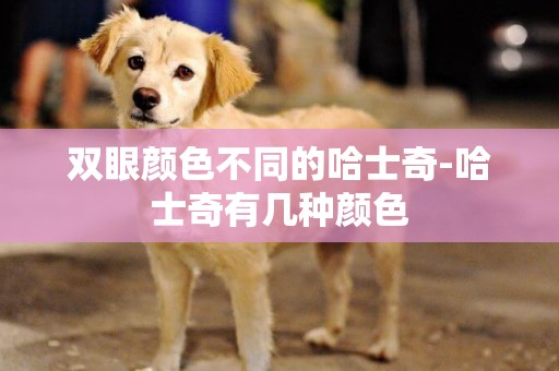 雙眼顏色不同的哈士奇-哈士奇有幾種顏色