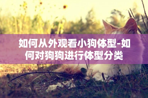 如何從外觀看小狗體型-如何對狗狗進行體型分類