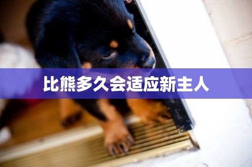 比熊多久會適應新主人