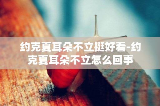 約克夏耳朵不立挺好看-約克夏耳朵不立怎么回事