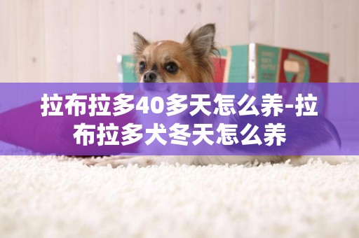 拉布拉多40多天怎么養-拉布拉多犬冬天怎么養