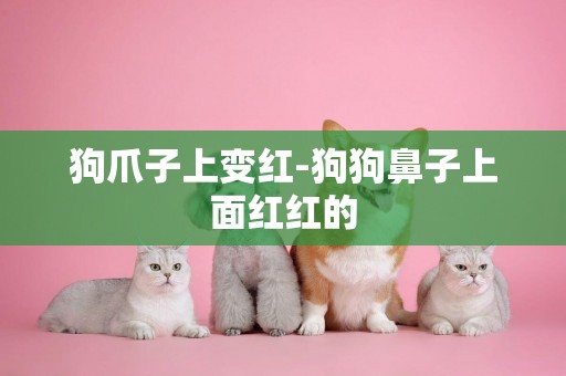 狗爪子上變紅-狗狗鼻子上面紅紅的