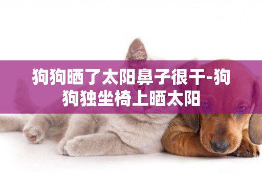 狗狗曬了太陽鼻子很干-狗狗獨坐椅上曬太陽