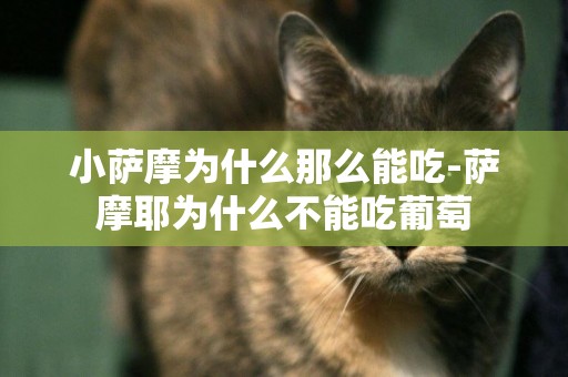 小薩摩為什么那么能吃-薩摩耶為什么不能吃葡萄