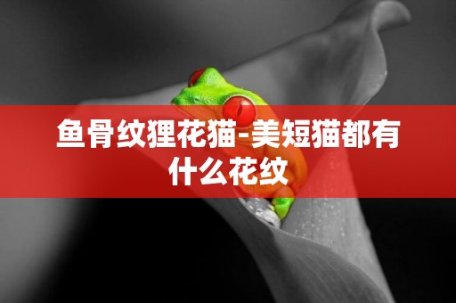 魚骨紋貍花貓-美短貓都有什么花紋