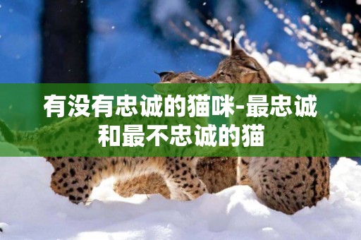 有沒有忠誠的貓咪-最忠誠和最不忠誠的貓