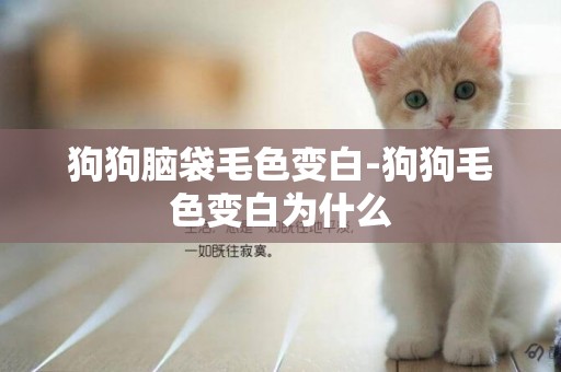狗狗腦袋毛色變白-狗狗毛色變白為什么